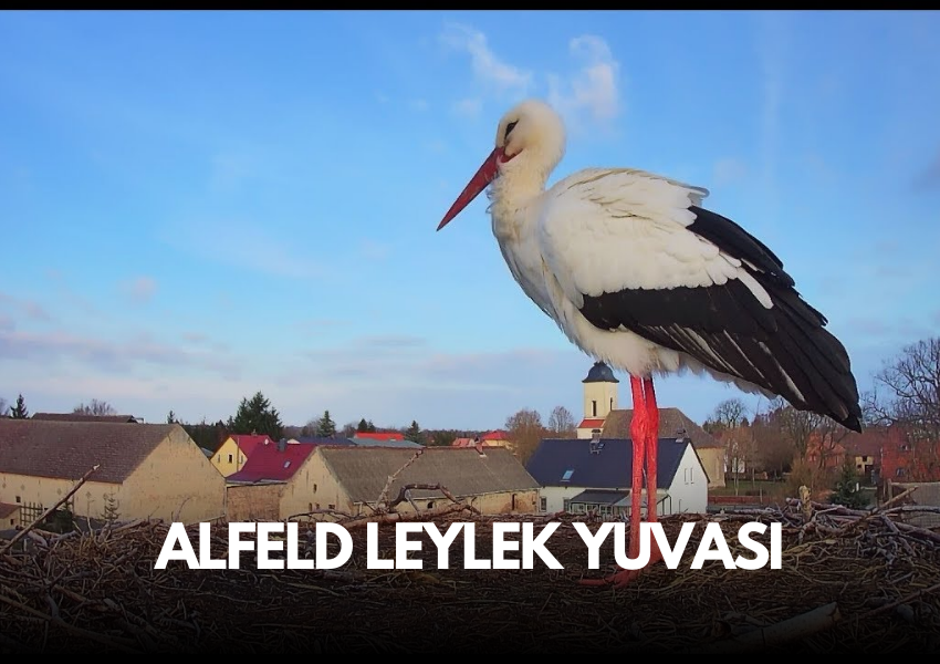 Alfeld - Leylek Yuvası